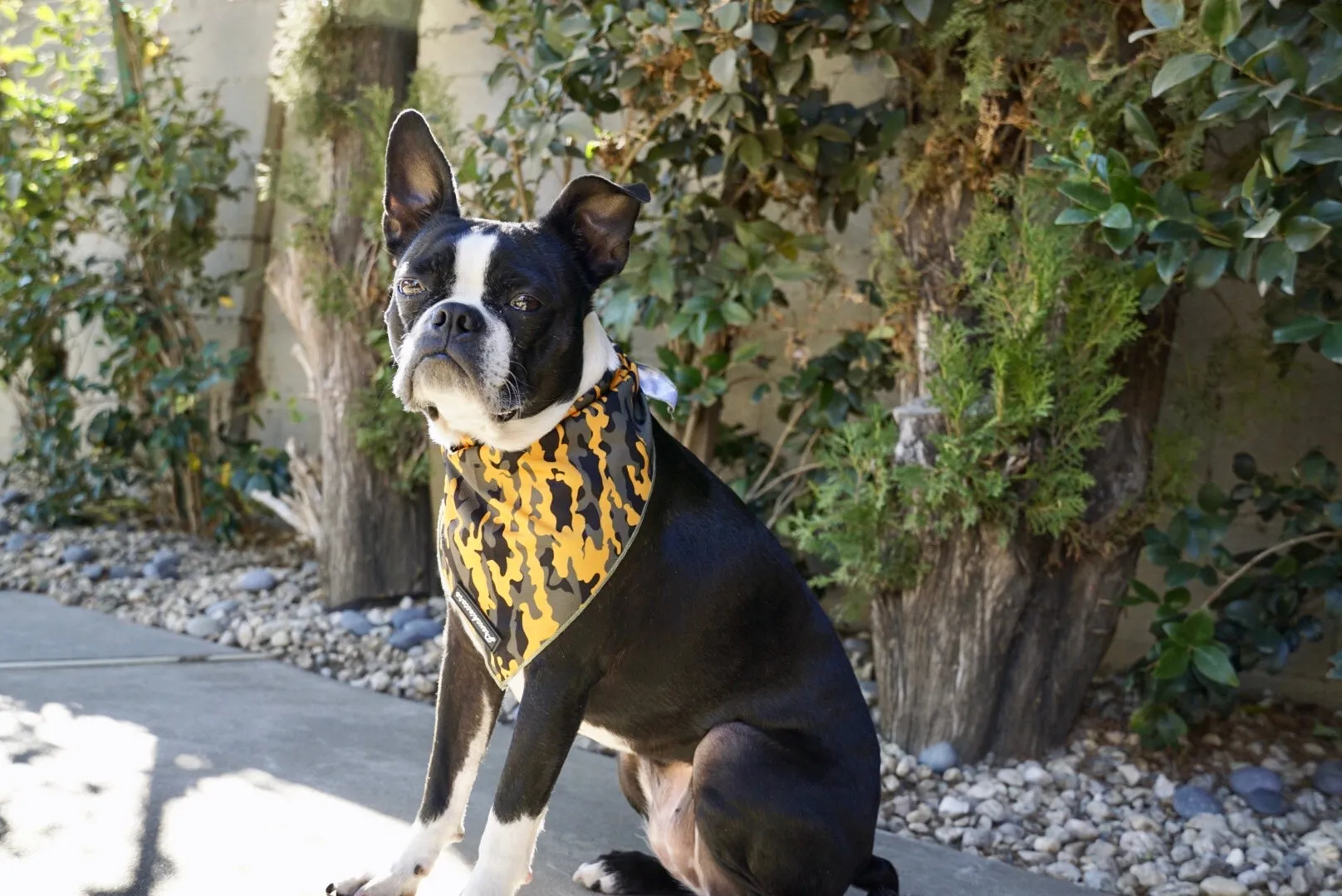 Frenchiestore Dog Cooling Bandana | Mustard Ultimate Camo