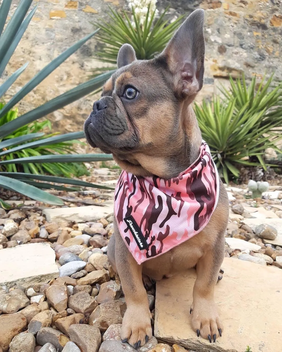 Frenchiestore Dog Cooling Bandana | Pink Ultimate Camo