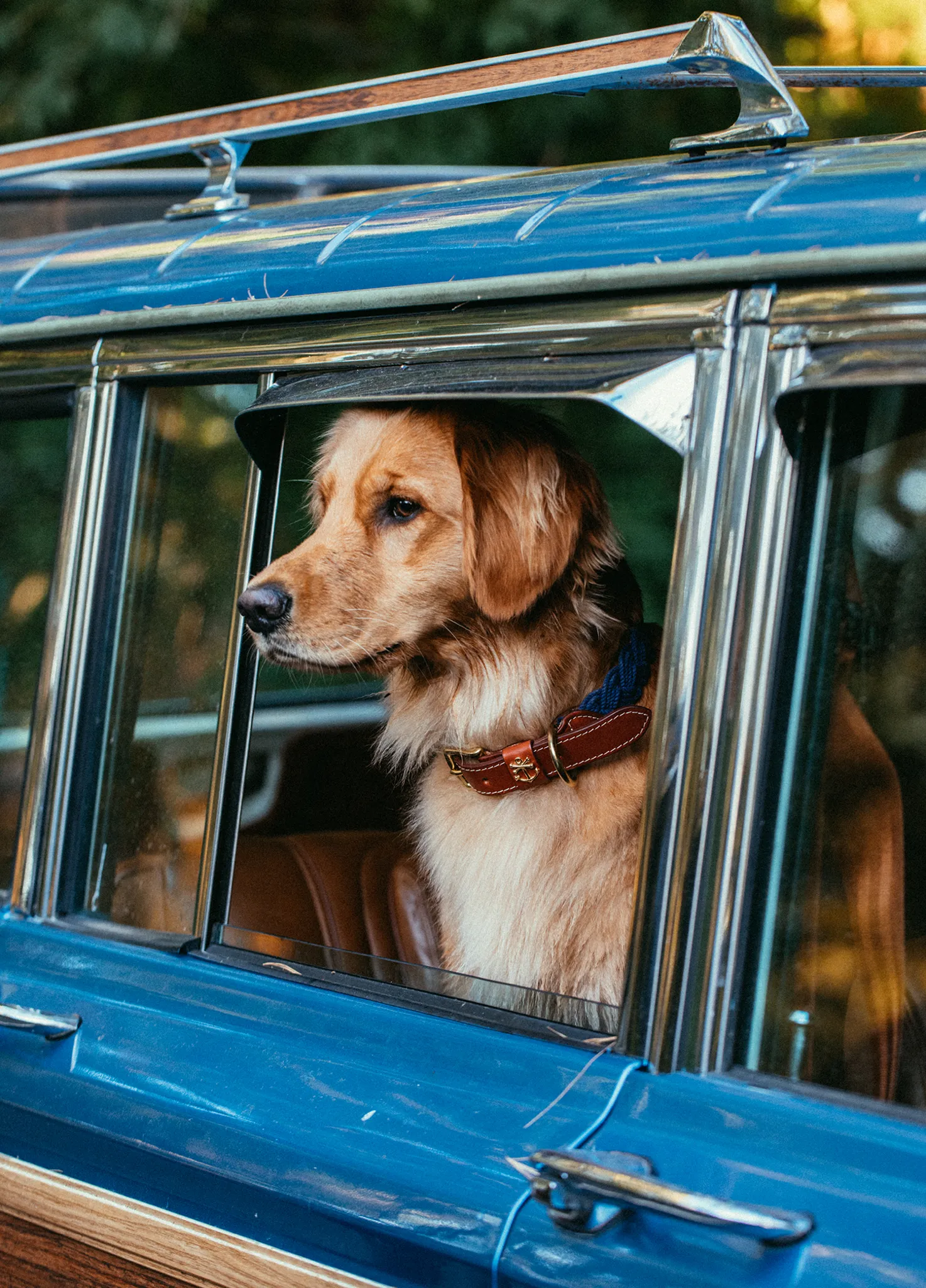 Hortock's Compass Rose Dog Collar