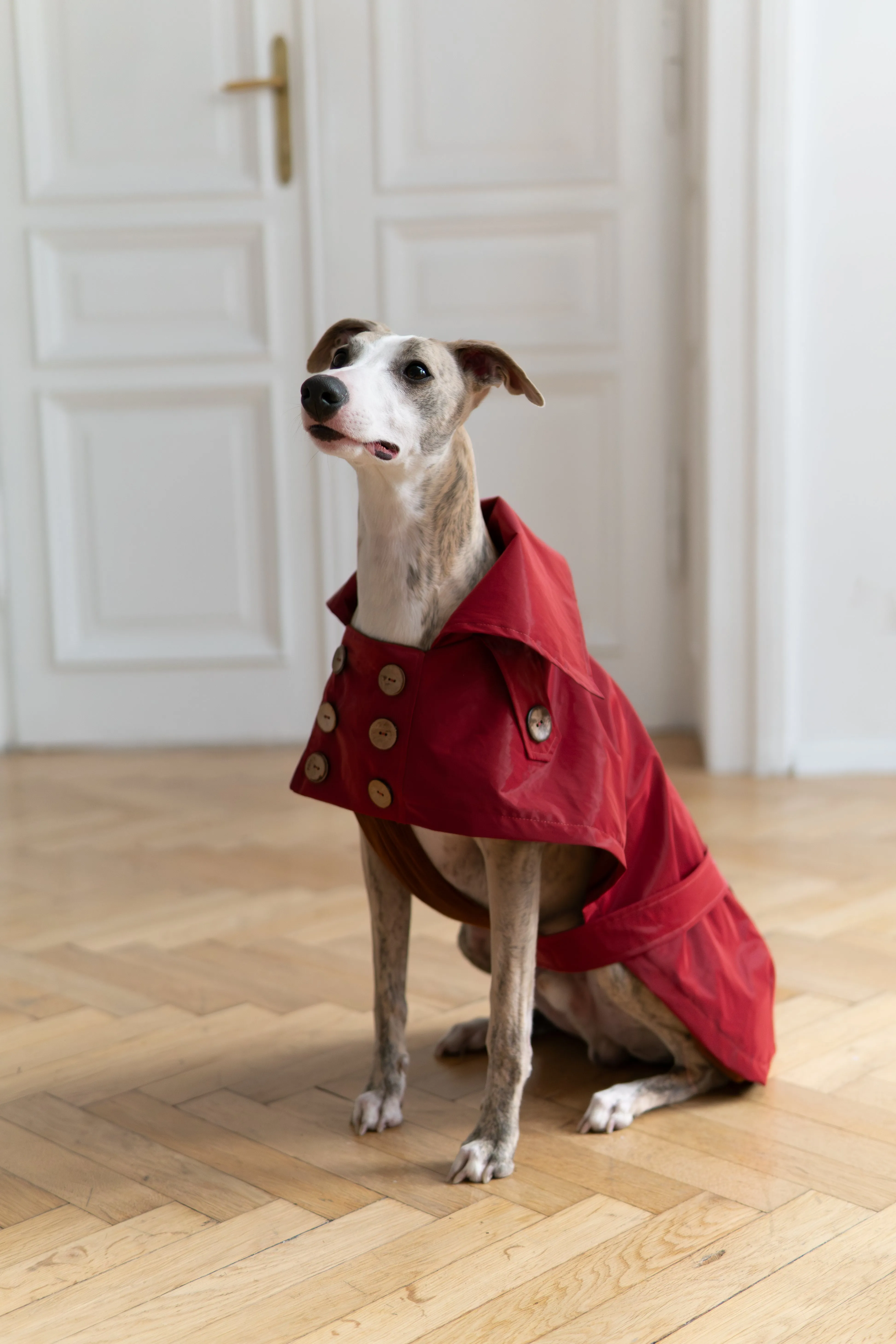 Water-repellent Dog Trench Coat - Burgundy Red