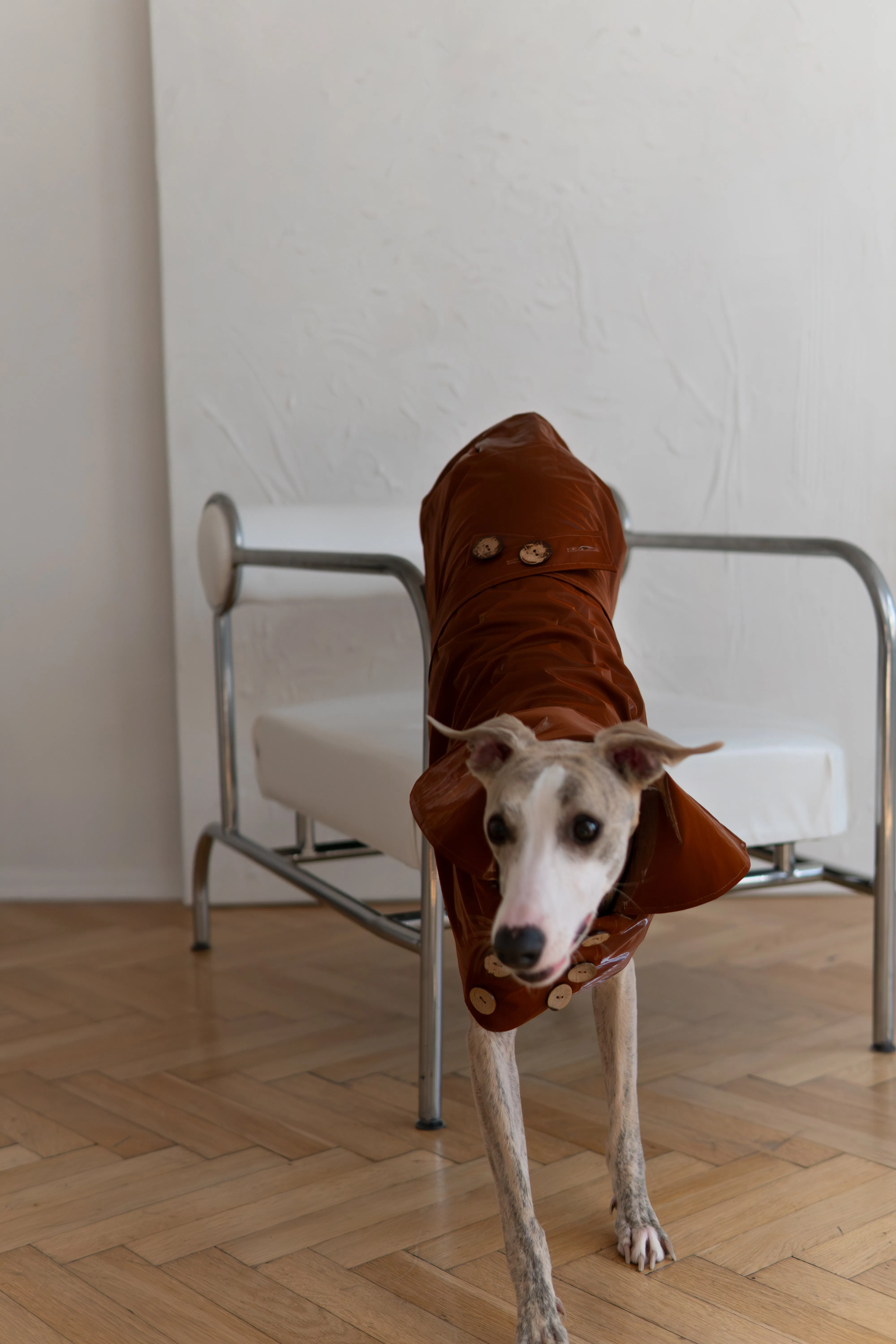 Water-repellent Dog Trench Coat - Chocolate Brown